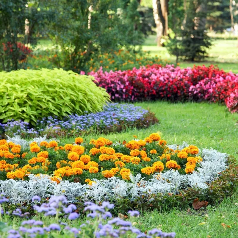 MELİSA, ORTANCA VE AYÇİÇEĞİ